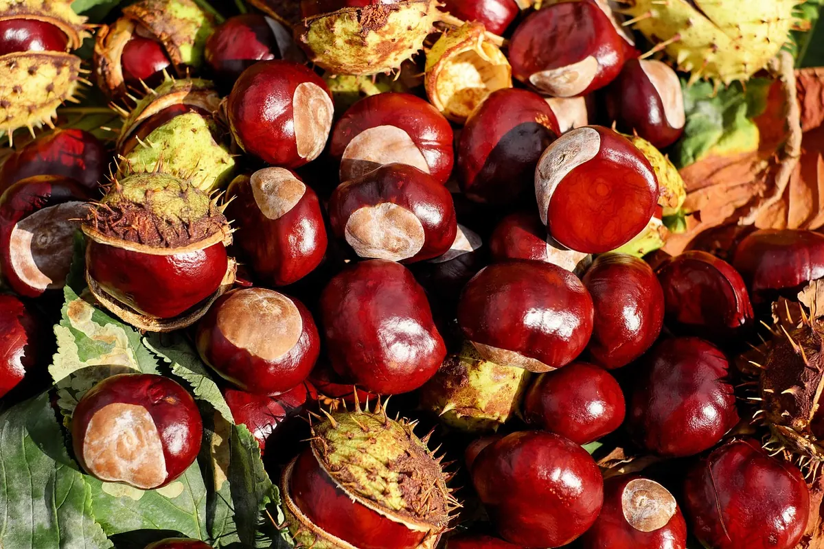 Common Conker Mistakes: Drilling, Threading, and Storing Your Nuts Wrong