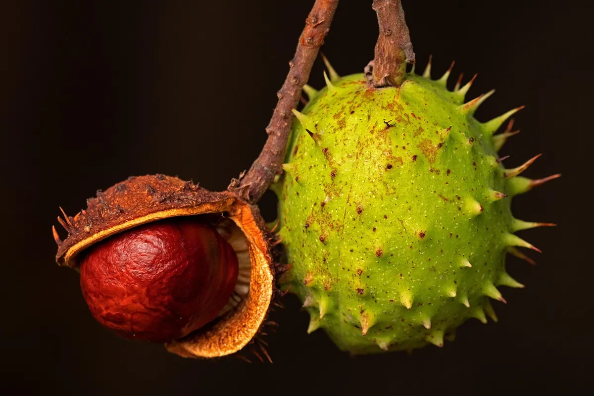 How to Harden Conkers: Vinegar, Oven, Wax, and Air-Drying Methods Compared